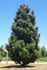 Southern Magnolia 'TMGH'11612 Alta