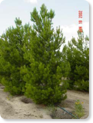 'Afghan' or 'Mondell' Pine 
